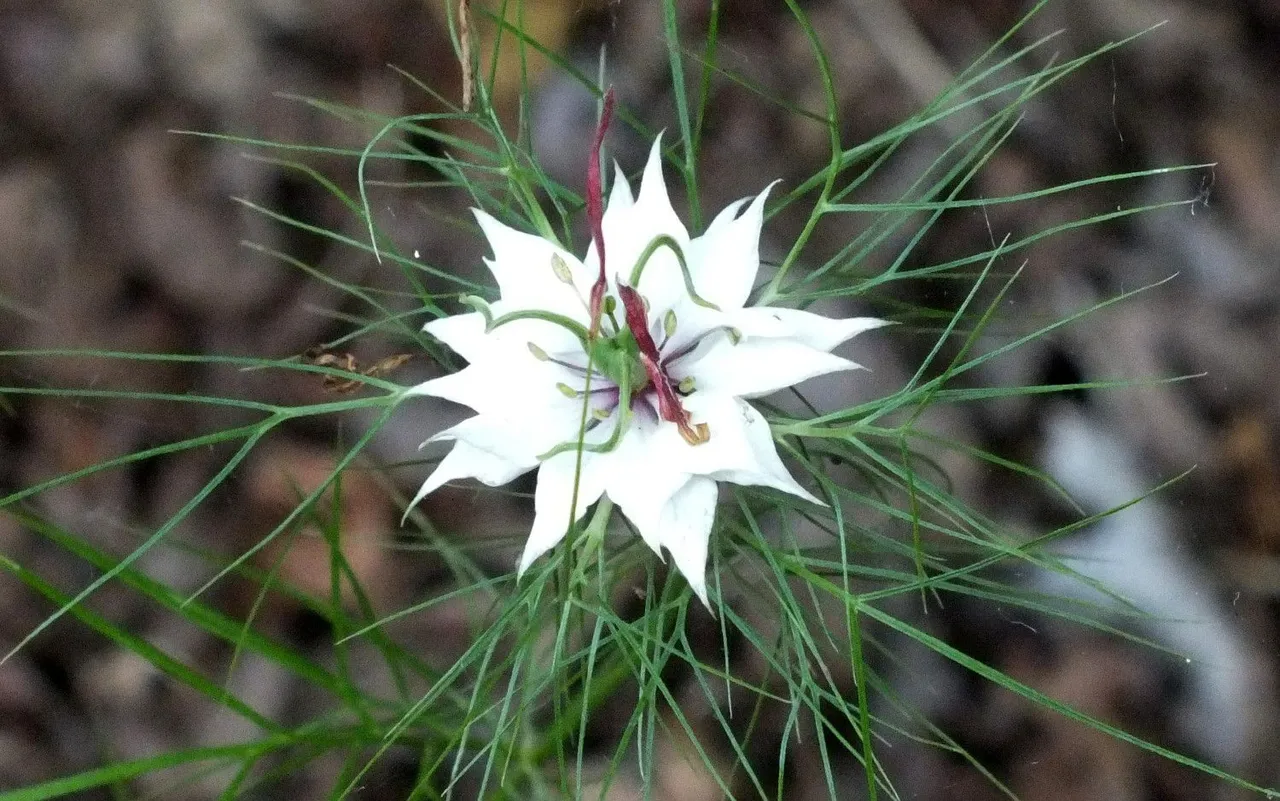 1049-Nigella.jpg