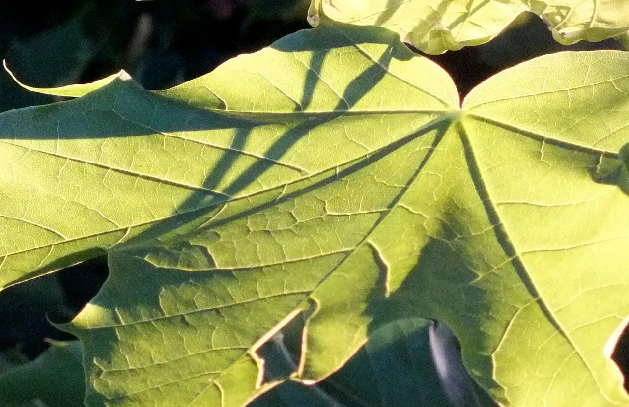0446-Leaf.JPG
