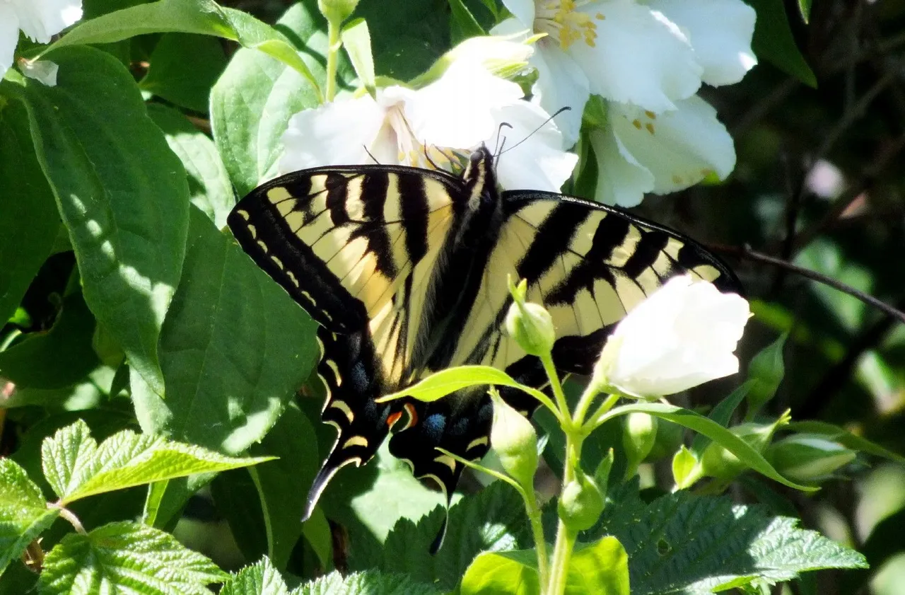 0930-Swallowtail.JPG