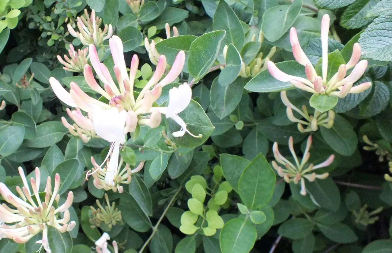 0386-Honeysuckle.JPG