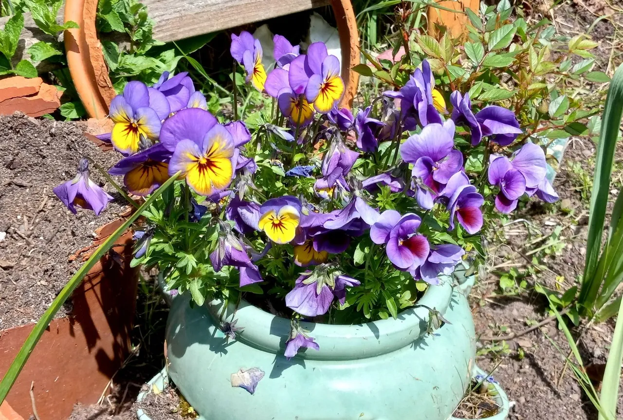 0846-Pansies.jpg