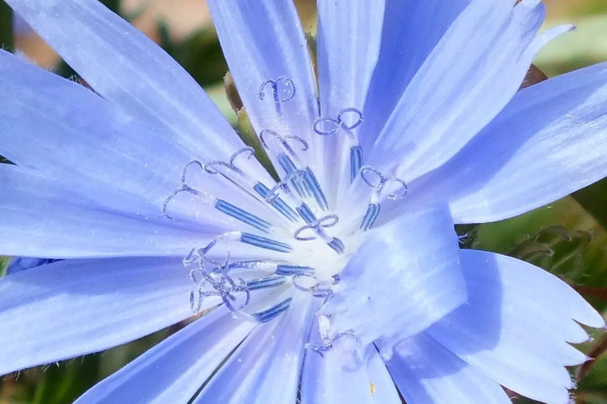 0512-Aster.jpg