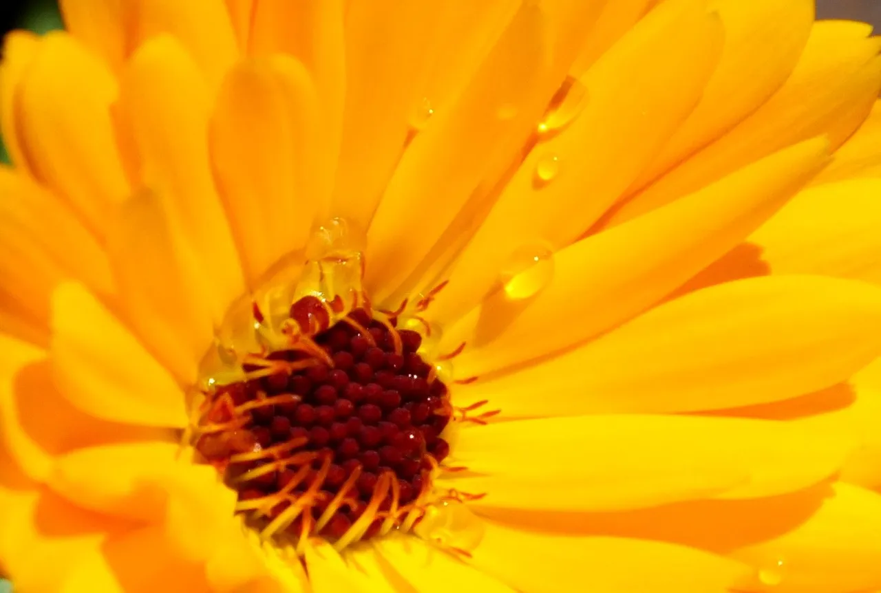 0482-CalendulaDrops.JPG