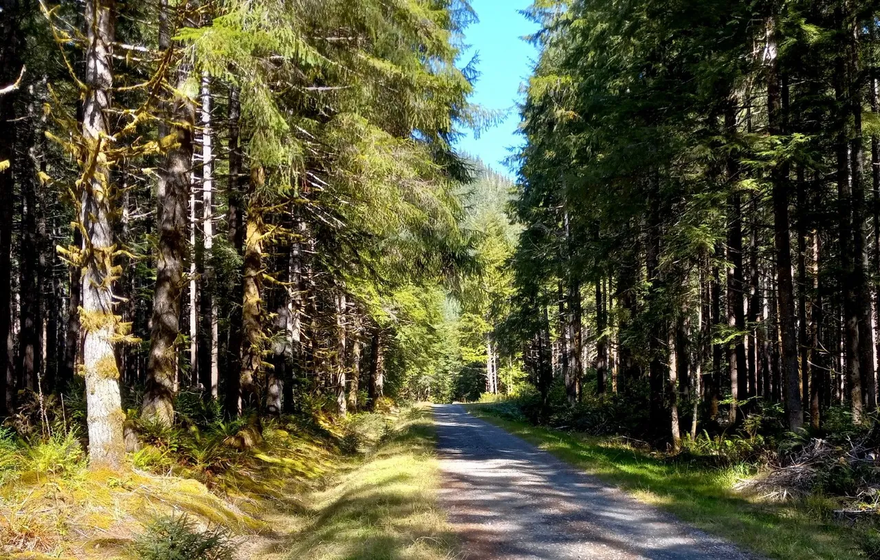 0794-ForestRoad.jpg
