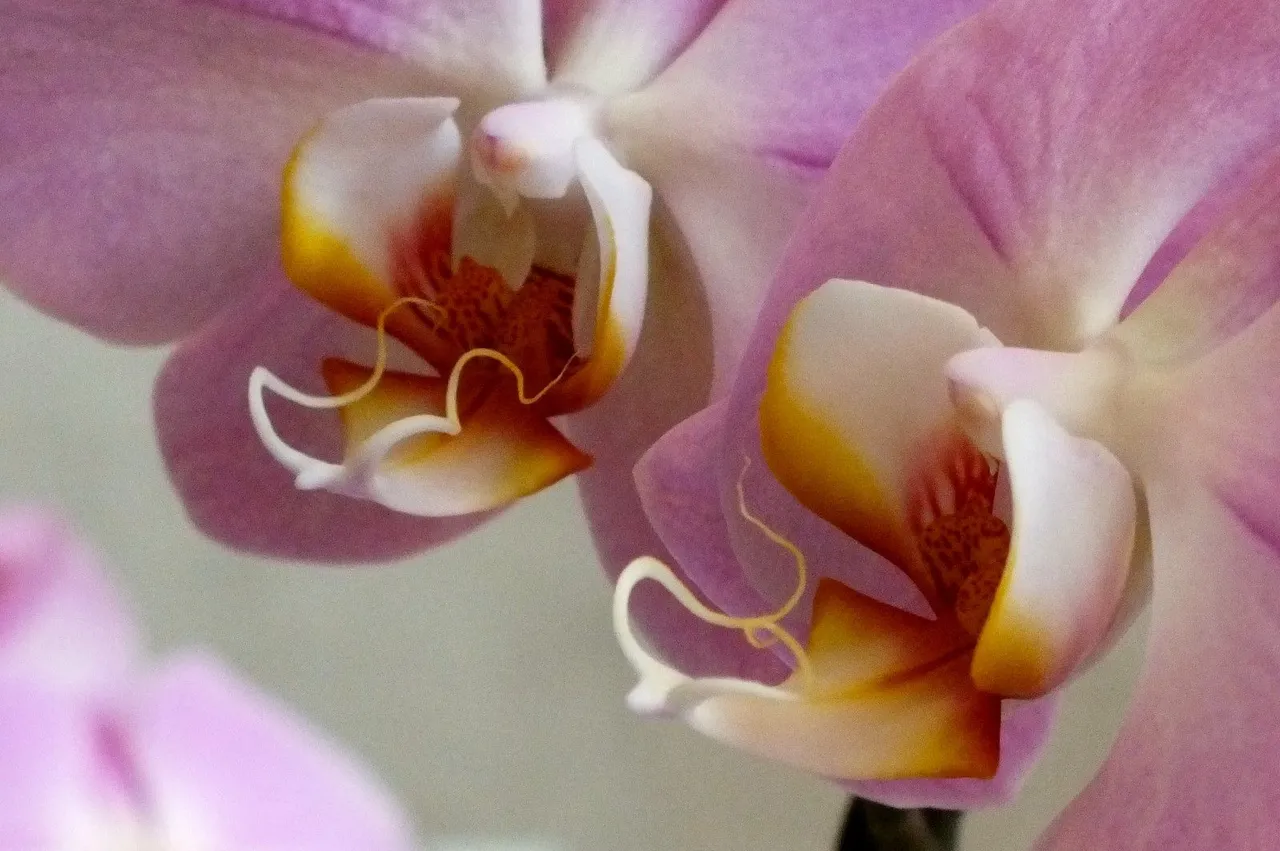0284-Orchids.JPG