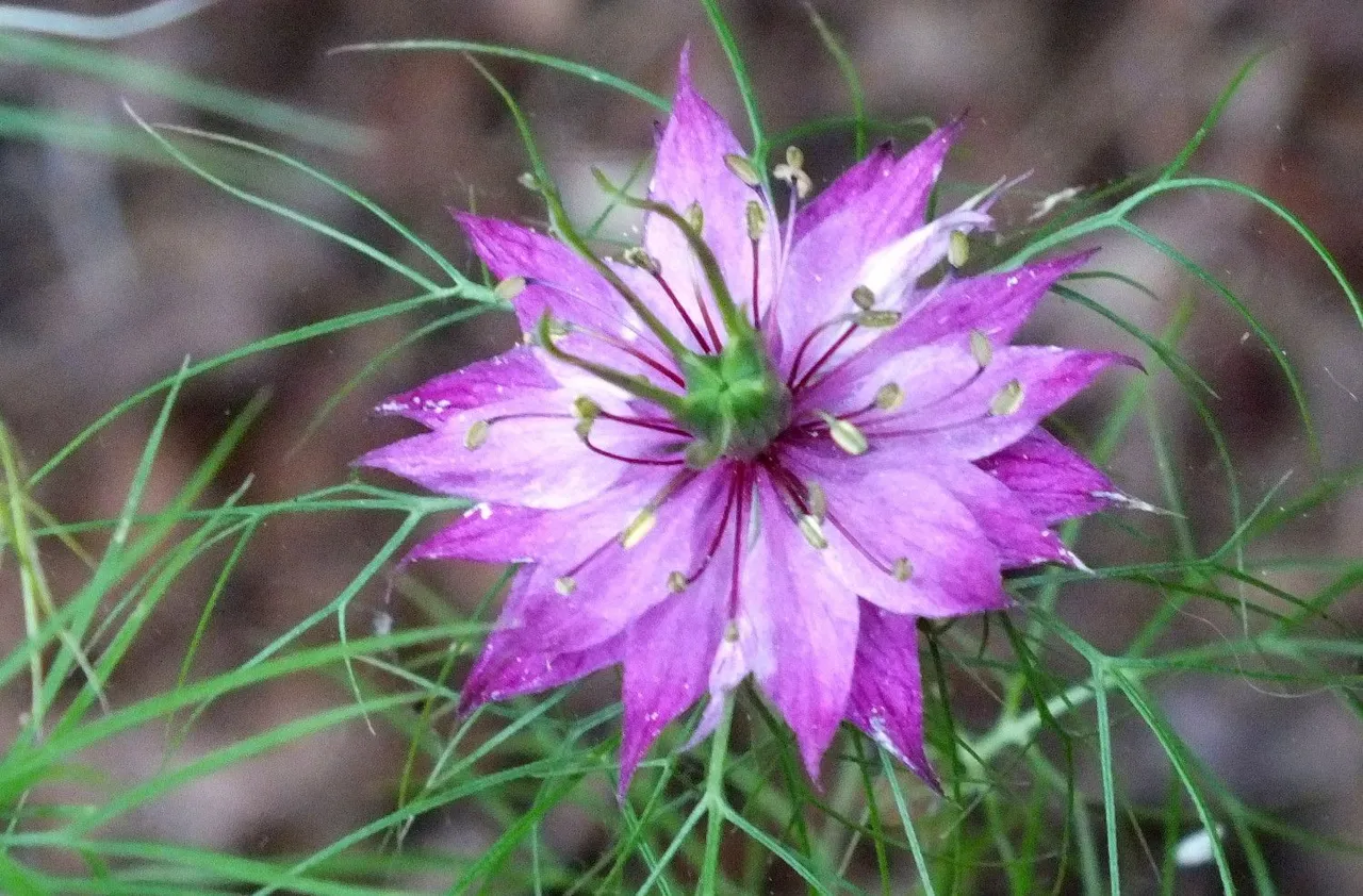 1091-Nigella.jpg