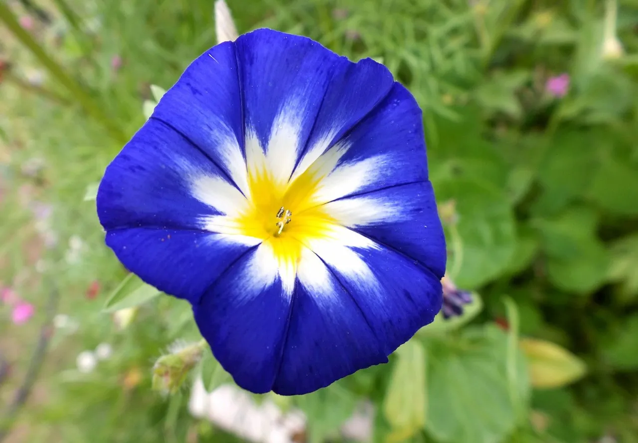 0369-BlueMoonflower.jpg
