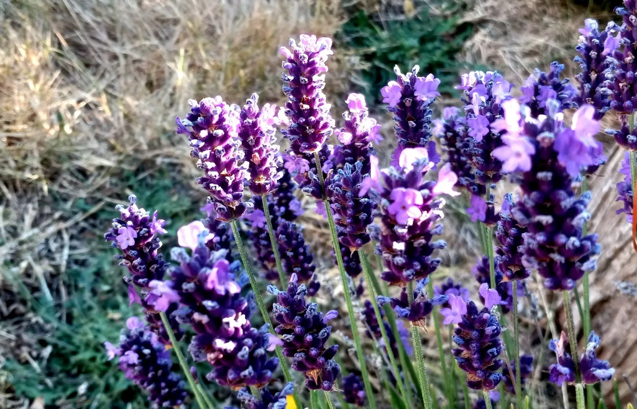 20250719_190046.jpg