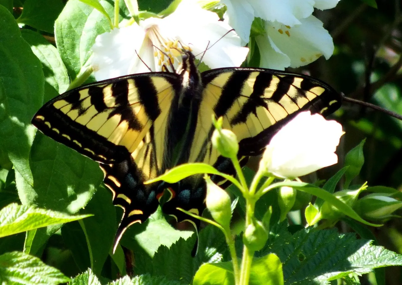 0858-Swallowtail.JPG