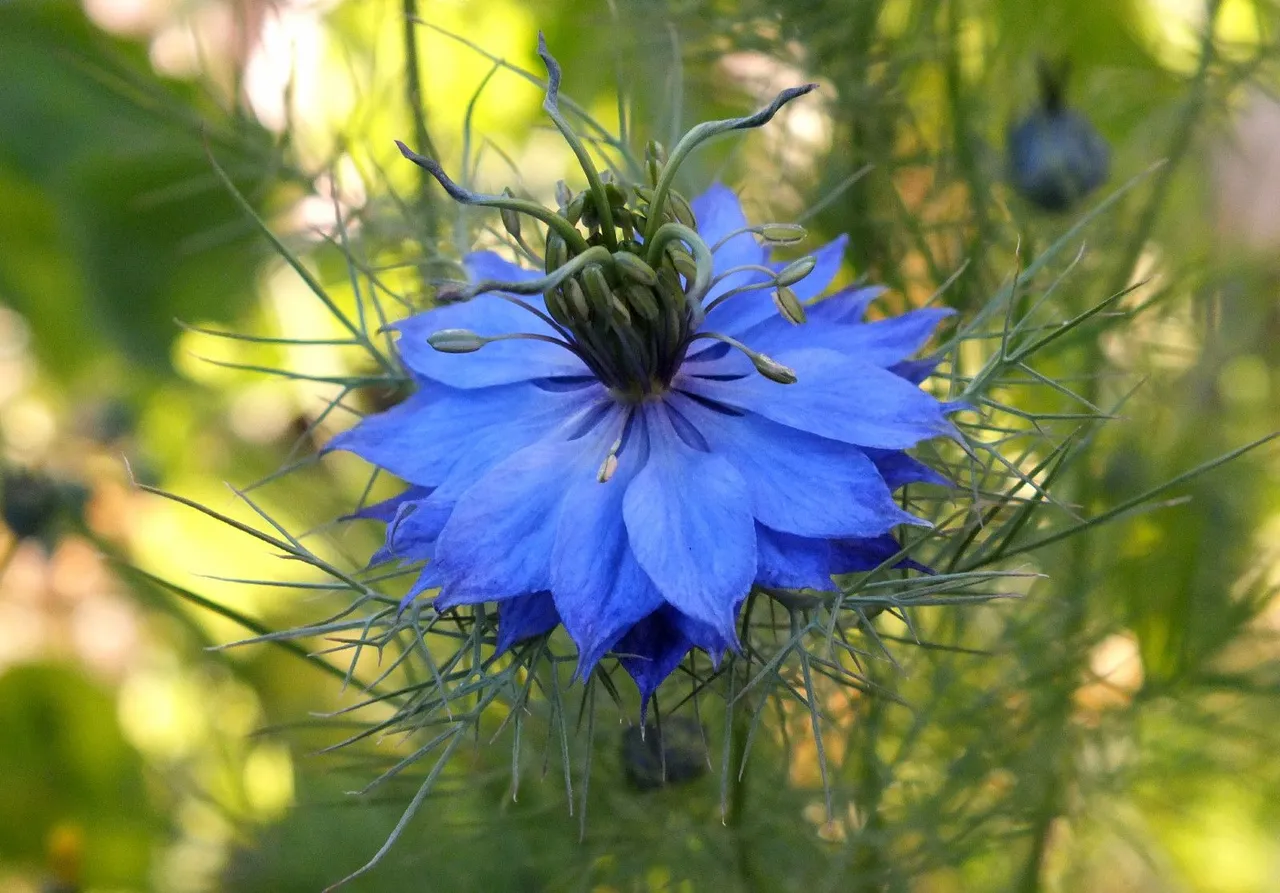 0805-Nigella.JPG