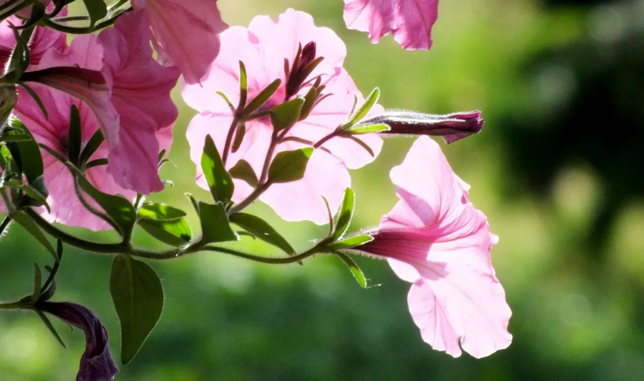 0008-SunnyPetunias.jpg