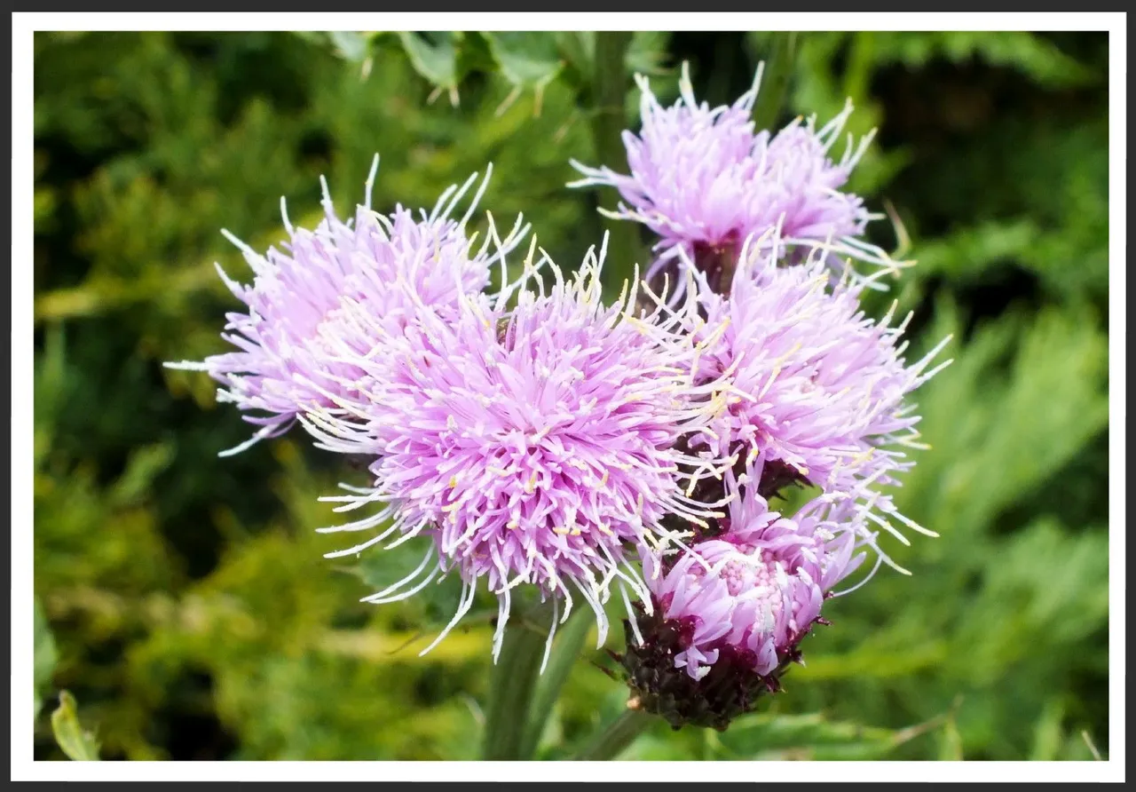 2661-Thistle.jpg