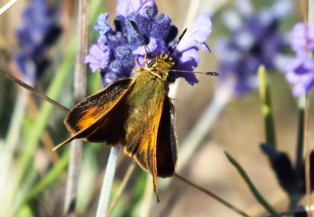 0918-Skipper2.JPG