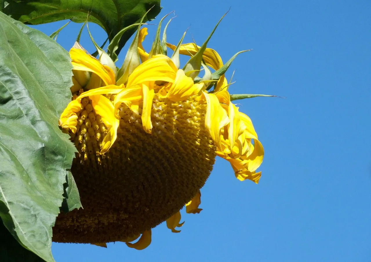 x350-Sunflower.JPG