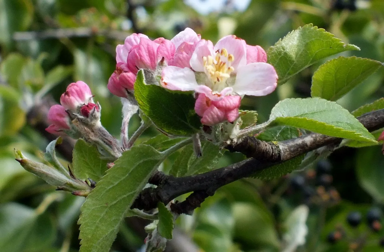 1068-AppleBlossoms.jpg