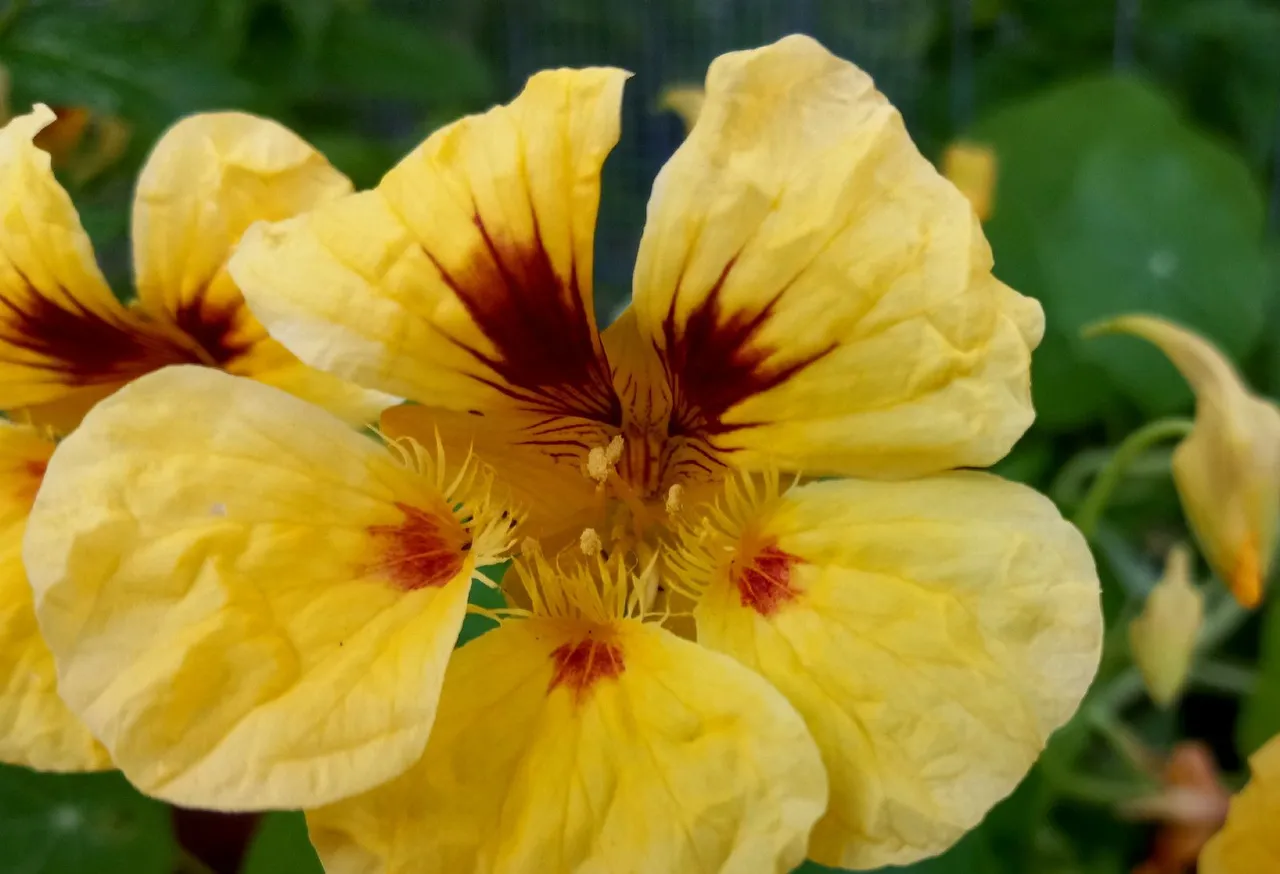 0504-Nasturtium.jpg