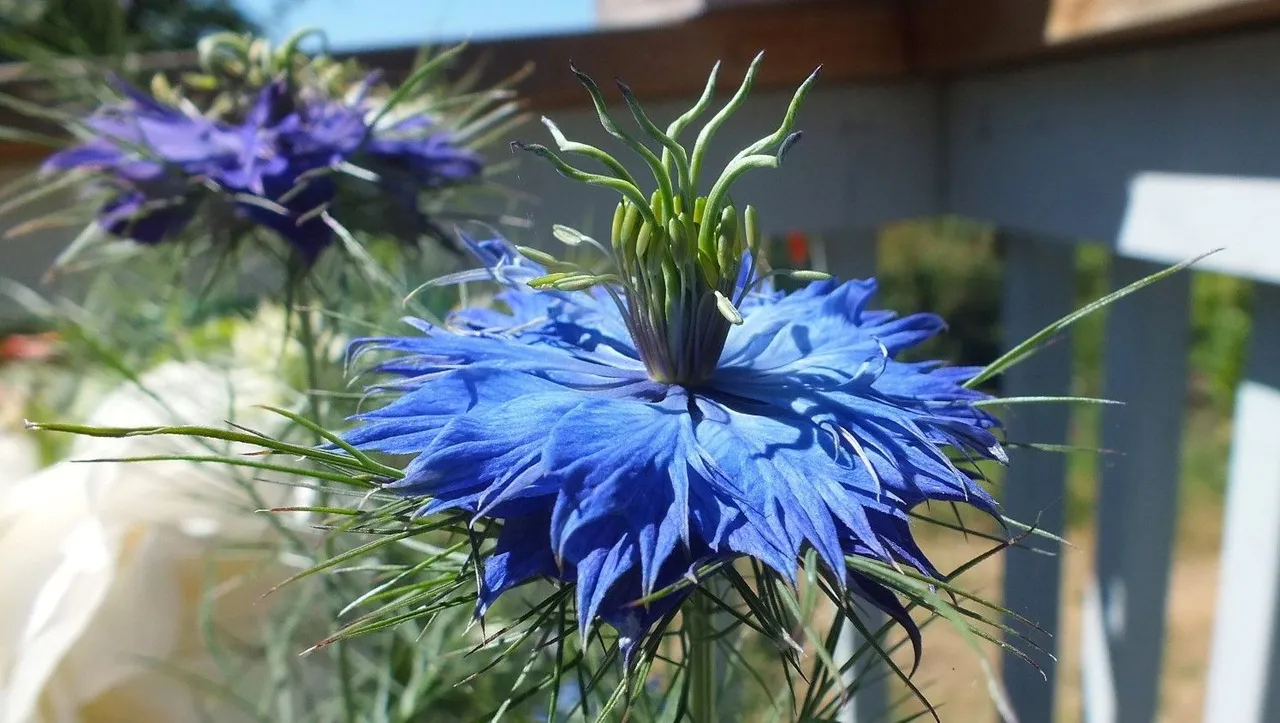 0808-Nigella.jpg