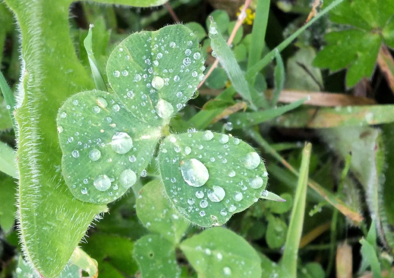 0629-WetClover.JPG