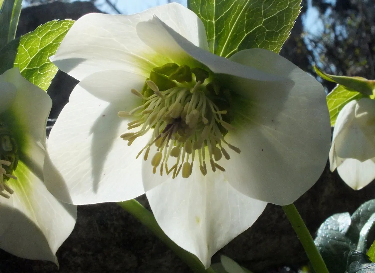 0228-Hellebore.jpg