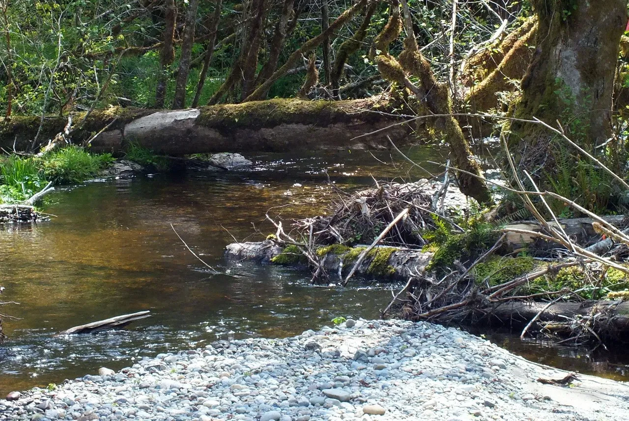 1296-Stream.jpg