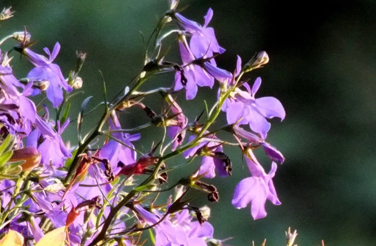 1066-Purple.jpg