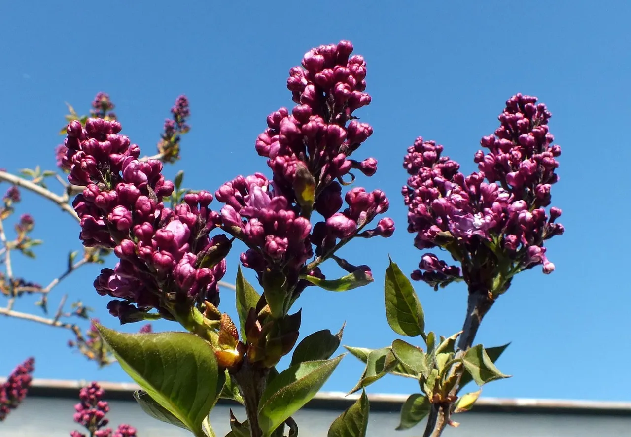 x893-Lilacs.JPG