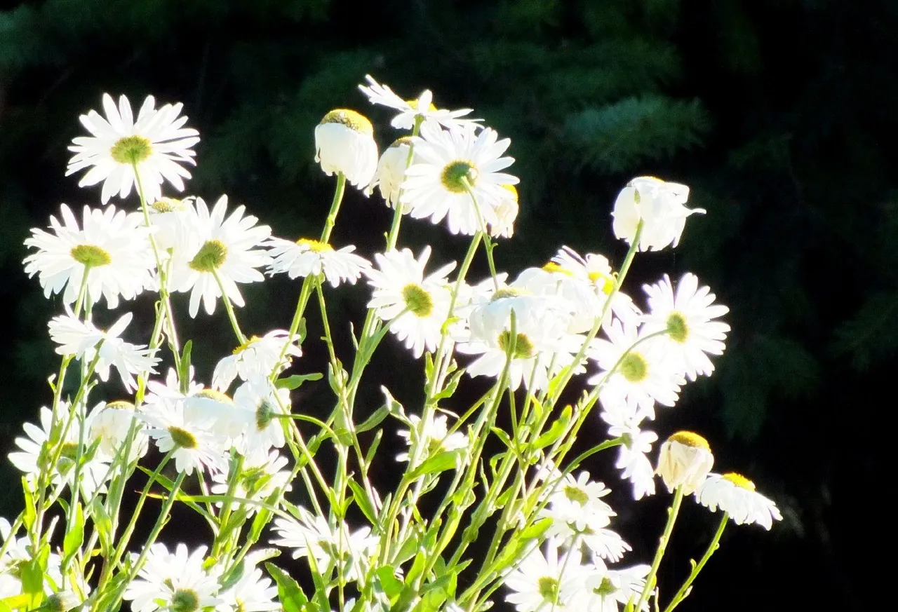 1130-SunnyDaisies.jpg