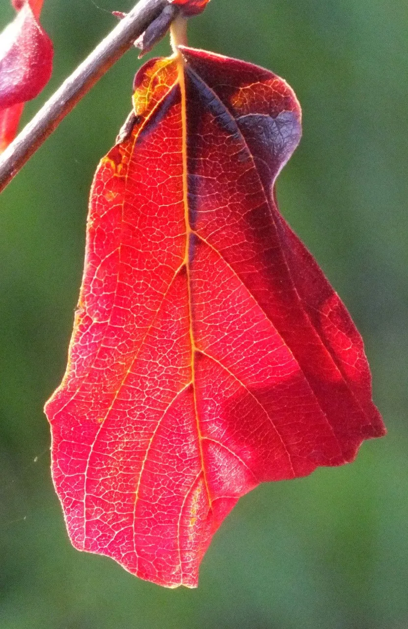 Red leaf