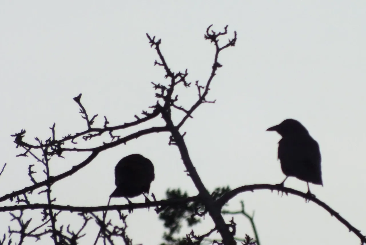 0475-TreetopCrows.JPG