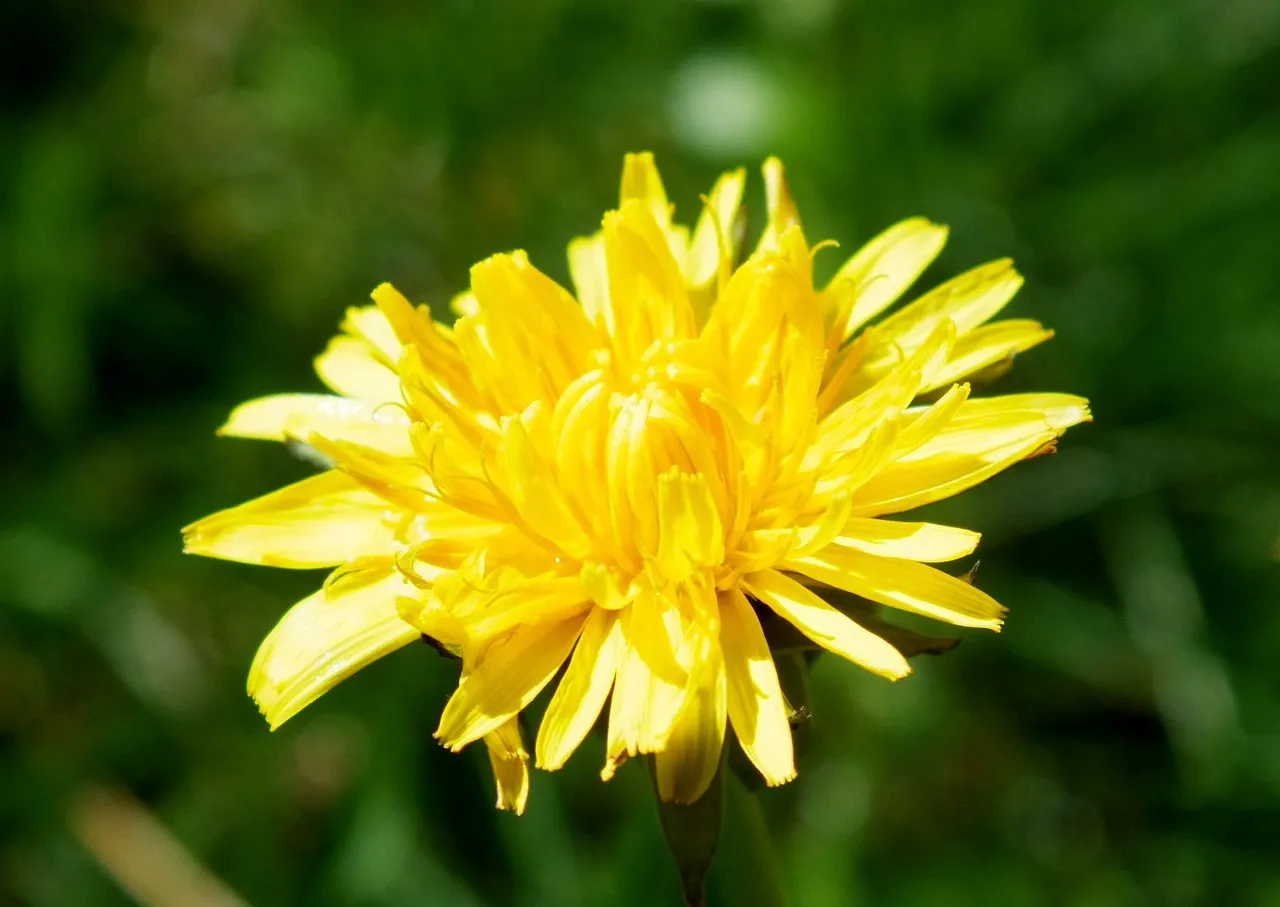 x080-Dandelion.jpg