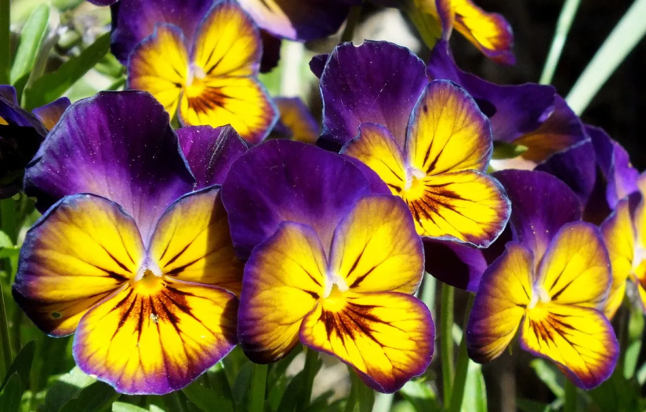 0858-Pansies.JPG