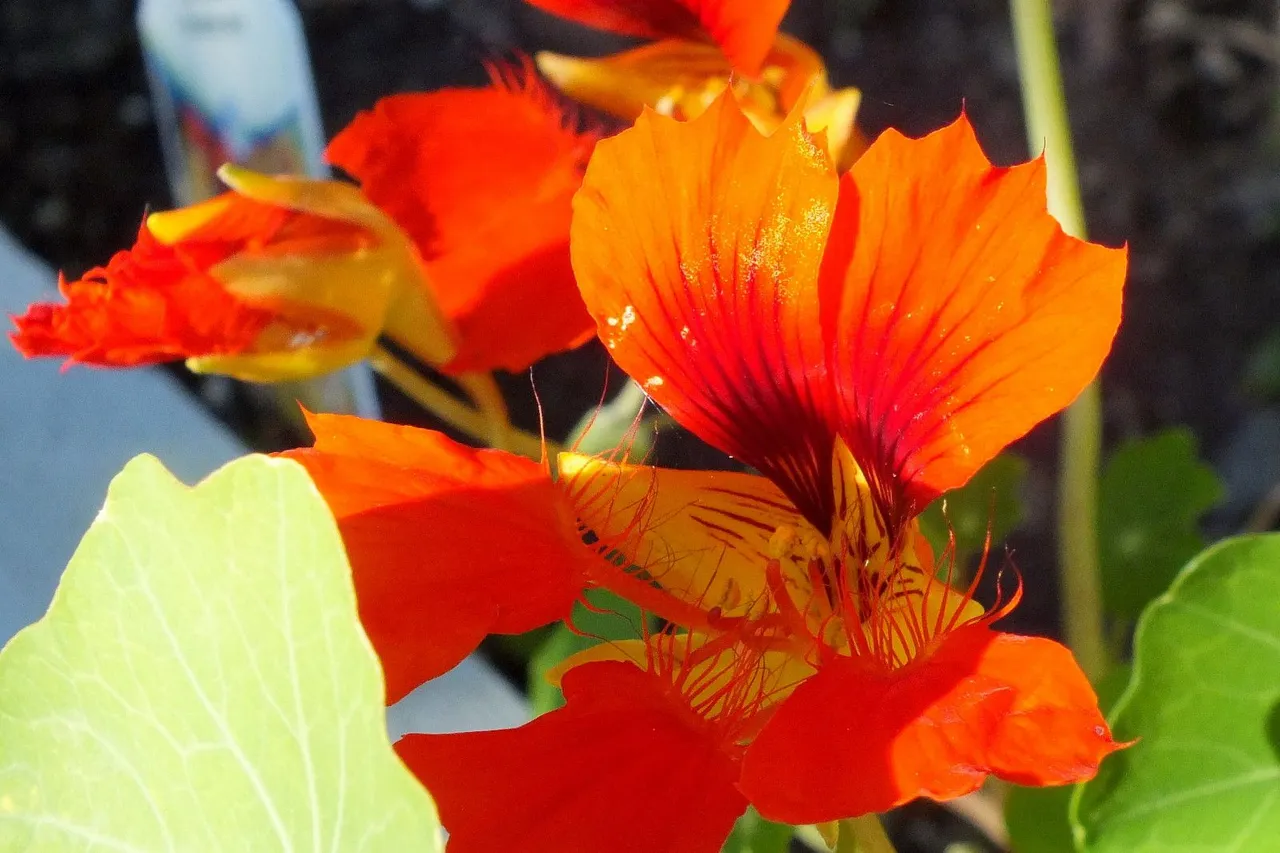 0625-Nasturtium.JPG