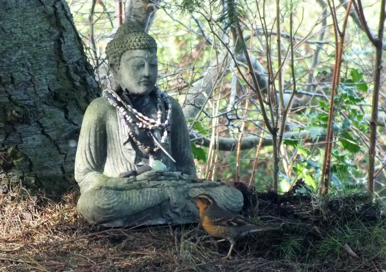 0208-BuddhaBird.jpg