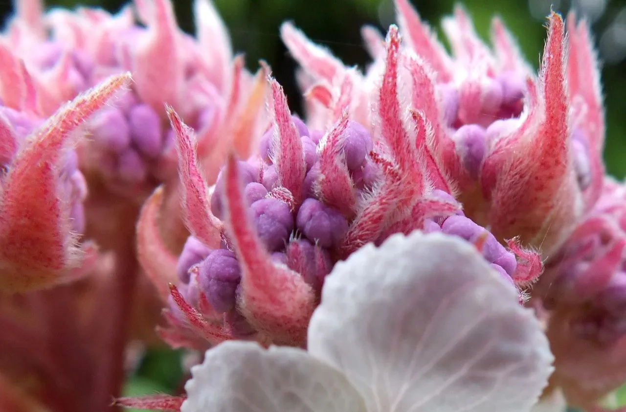 0839-Hydrangea.jpg