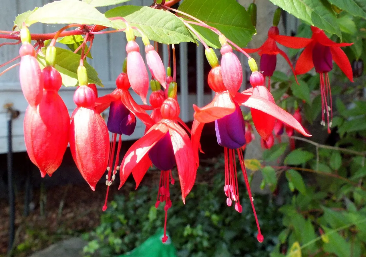 0601-Fuchsias.JPG