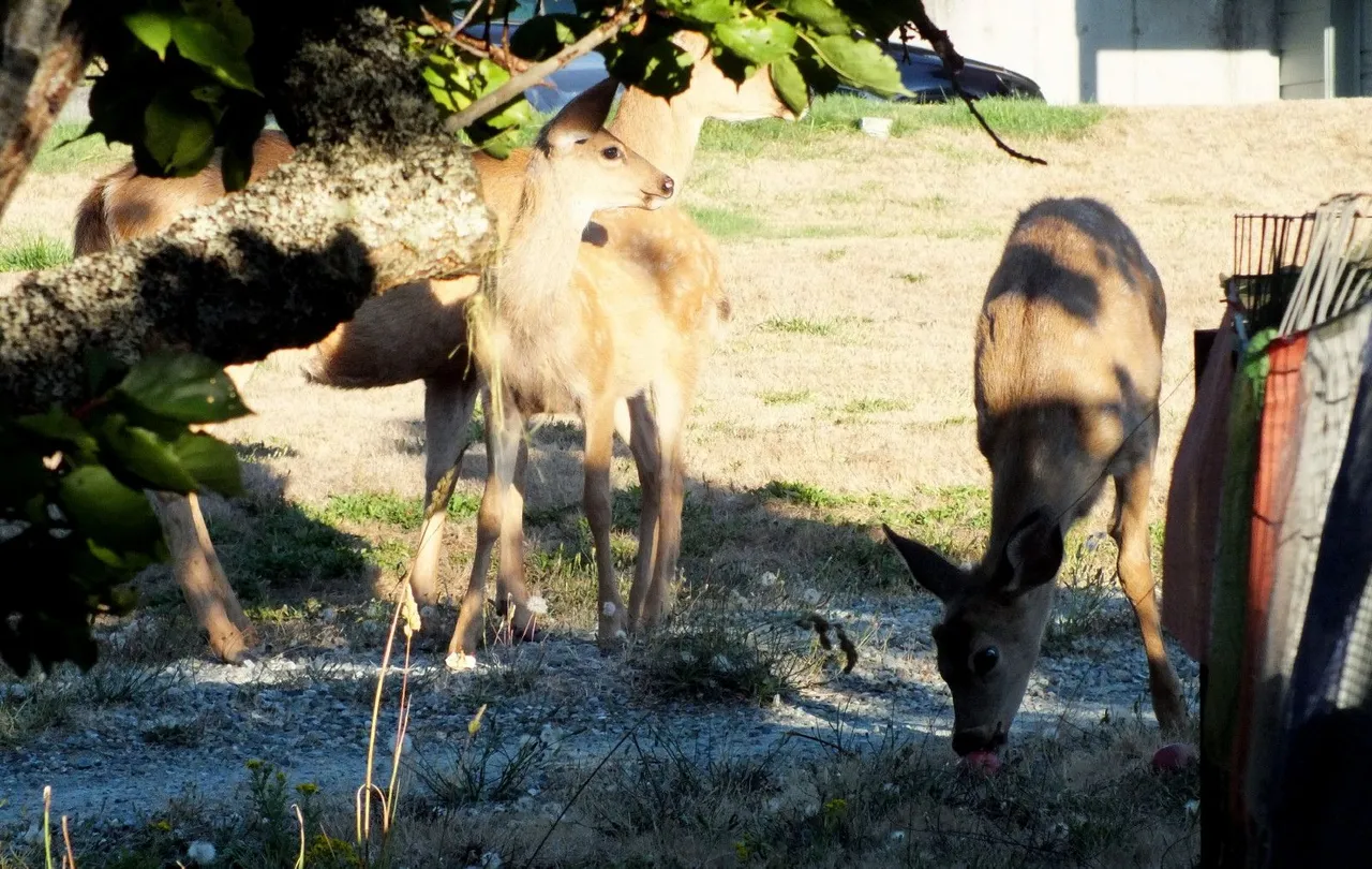 0834-Deer.JPG