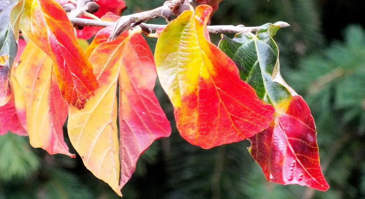 0804-Leaves.jpg