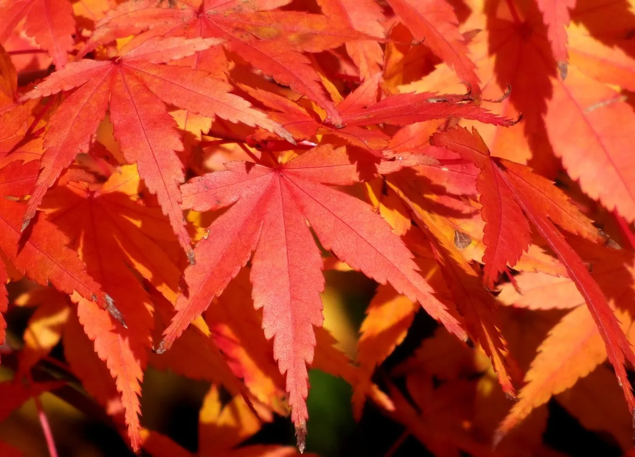 0130-RedLeaves2.jpg