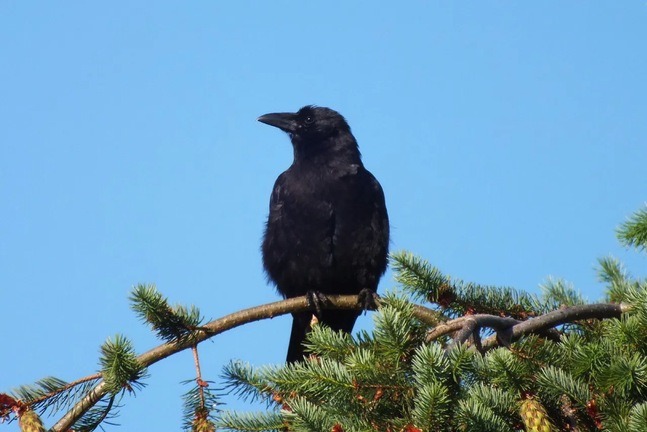 1068-Crow.jpg