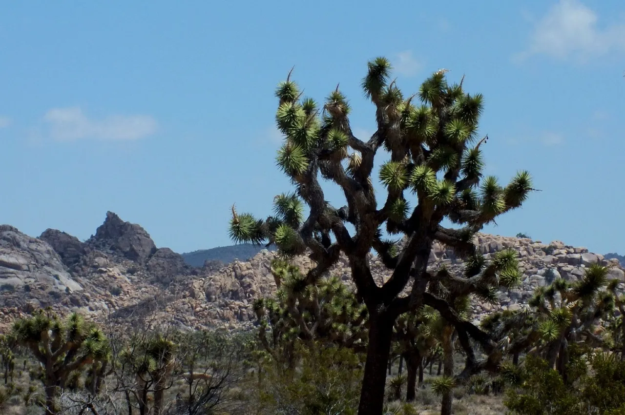 x136-JoshuaTree.jpg