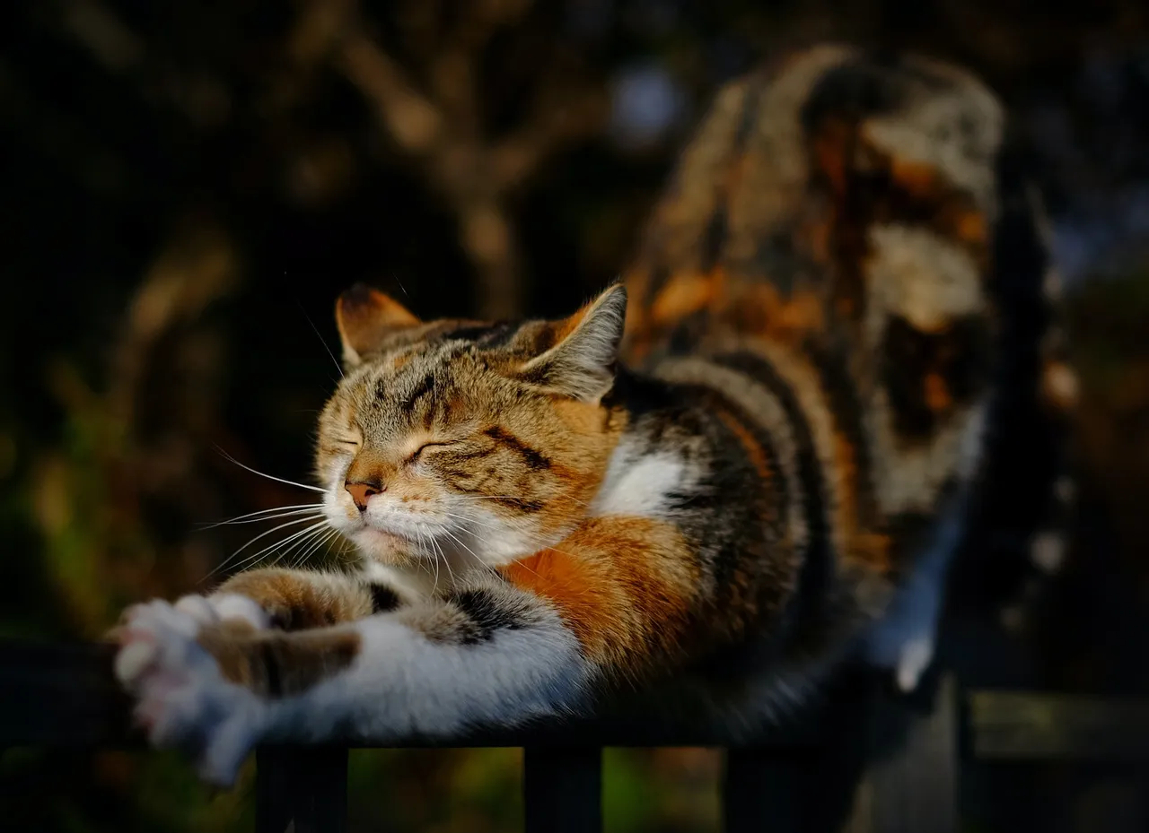 Cat Stretch.jpg