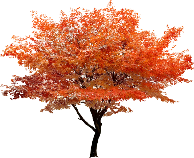 kisspng-red-maple-tree-clip-art-autumn-red-tree-stands-scenery-5a85fa7936fbc5.4161106315187298492252.png
