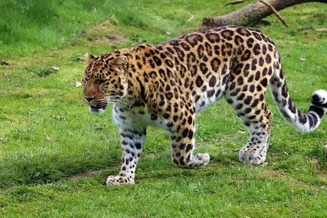 amur-leopard-4112011_640.jpg