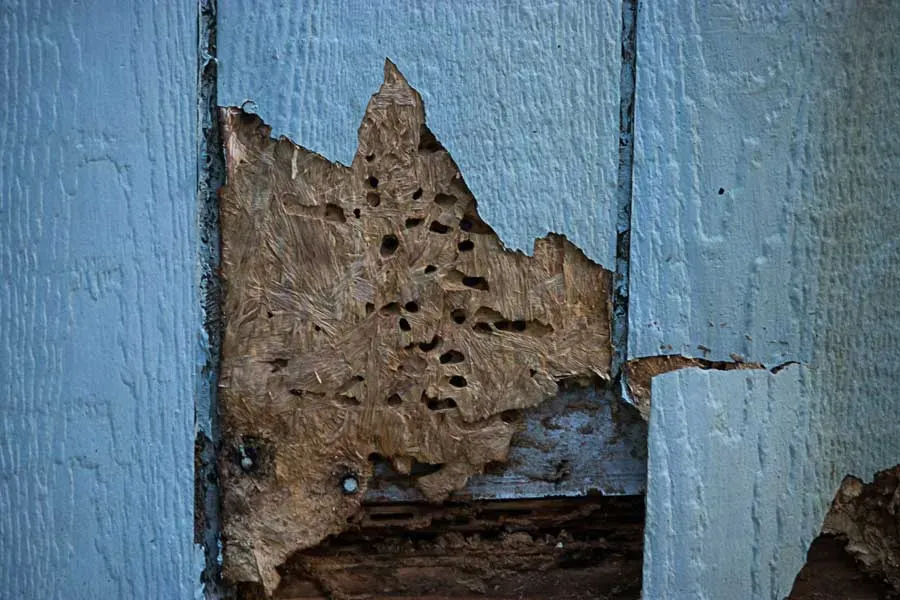 signs-of-termite-infestation.webp