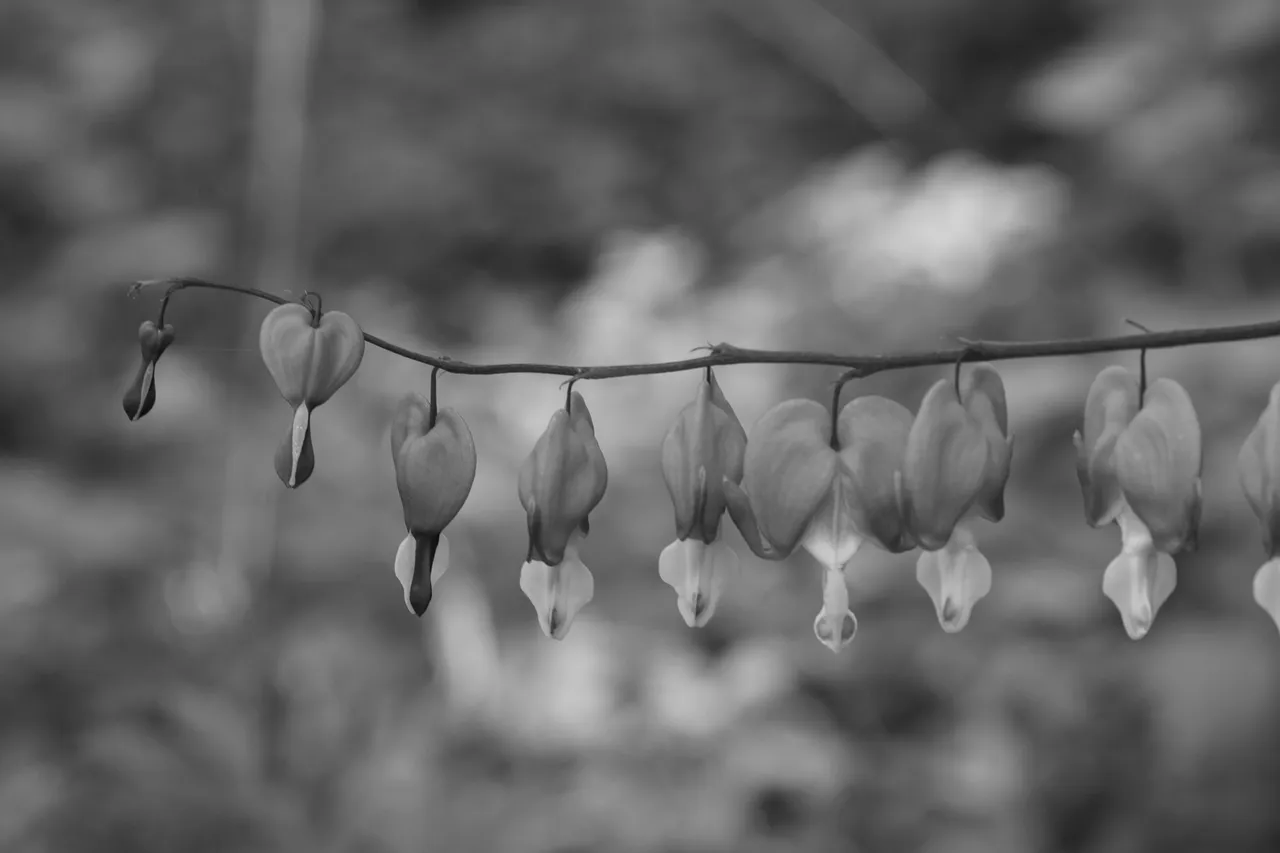 _DSC6660.JPG