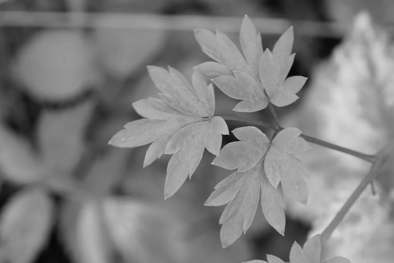 _DSC6666.JPG