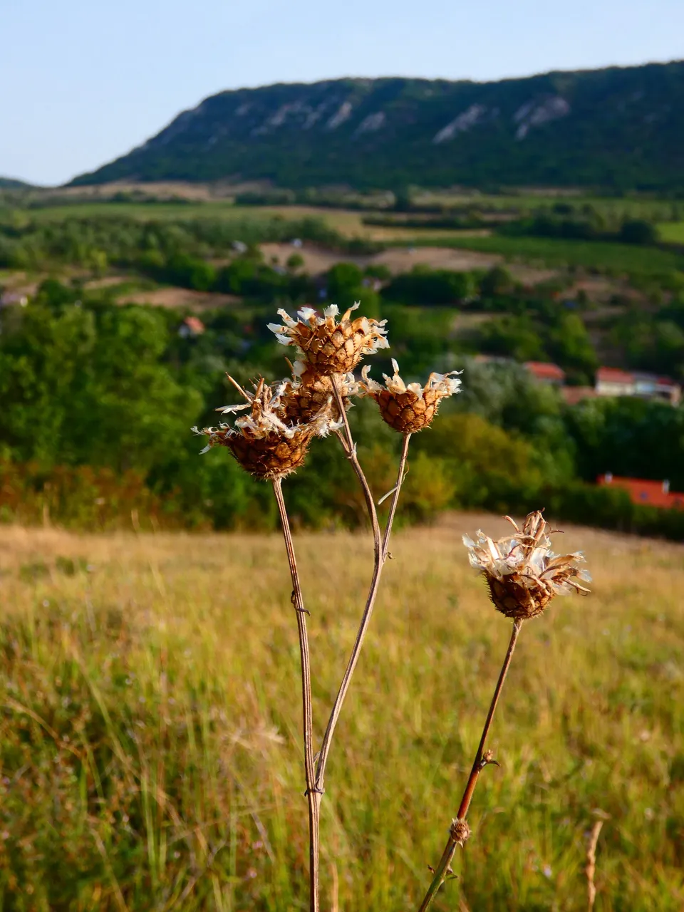 P1490367.JPG