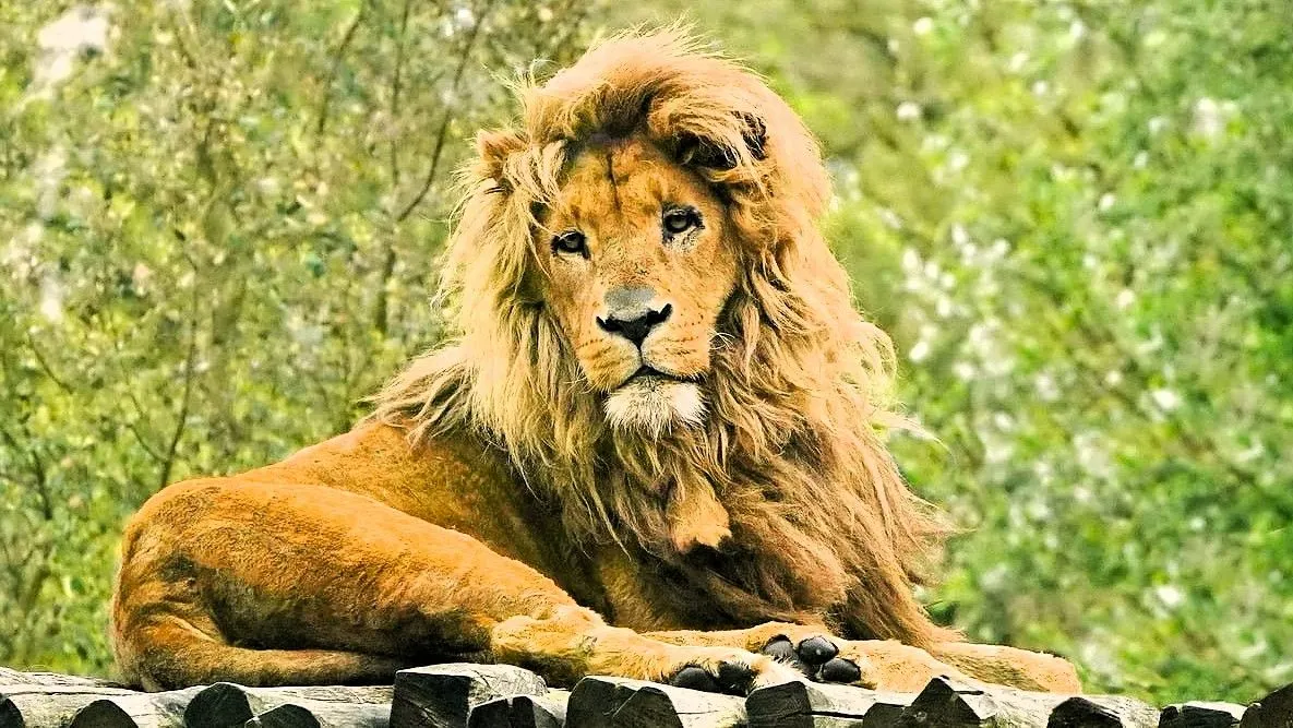 lion-9621607_1280.jpg