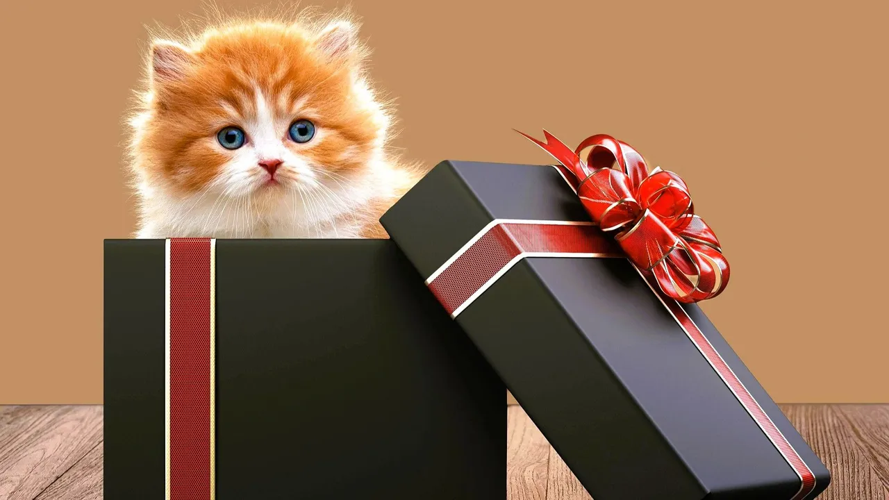kitten-7947102_1920.jpg