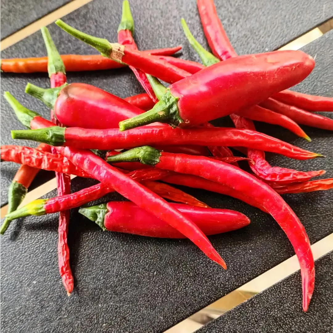 Chilli picking